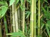 Пряжа из бамбука, бамбуковая пряжа